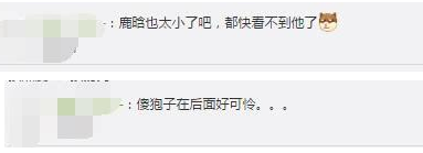 《跑男》新一季海報曝光：鹿晗小的都看不到了！網友：傻狍子太可 7
