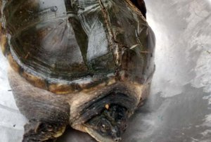 湖北一荷塘發現大鱷魚龜 專家：不要放生可食用