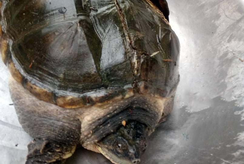 湖北一荷塘發現大鱷魚龜 專家：不要放生可食用 1