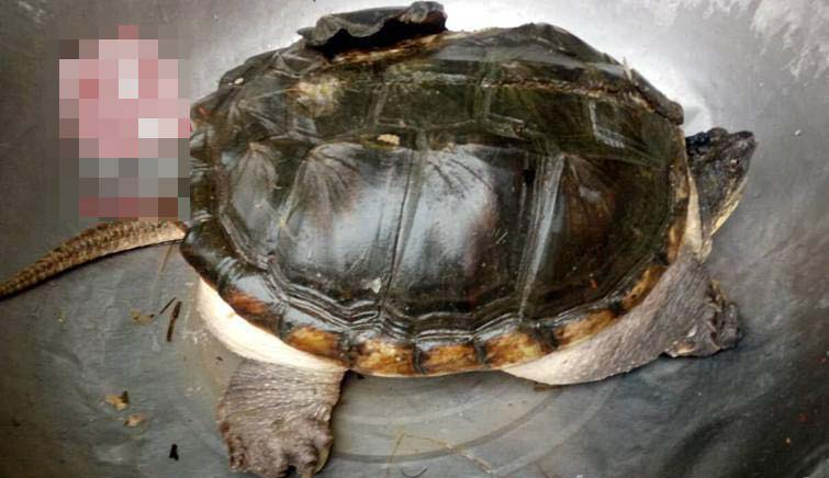 湖北一荷塘發現大鱷魚龜 專家：不要放生可食用 2