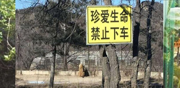 八達(dá)嶺野生動物園老虎傷人案開庭 結(jié)果將會擇日宣判 4