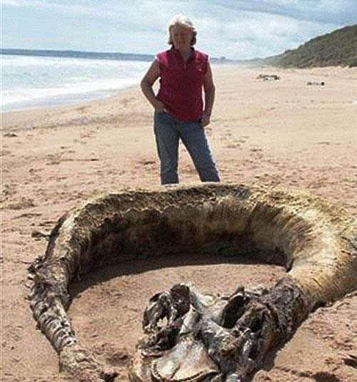 美人魚真身嚇人圖片 美人魚是確實存在的生物 5