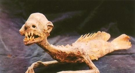美人魚真身嚇人圖片 美人魚是確實存在的生物 15