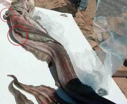 美人魚真身嚇人圖片 美人魚是確實存在的生物 14