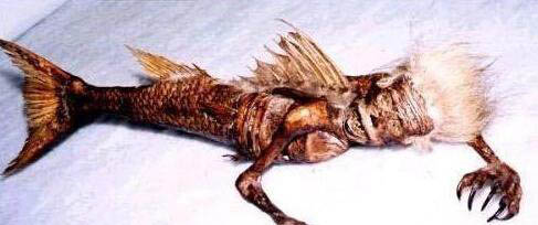 美人魚真身嚇人圖片 美人魚是確實存在的生物 6