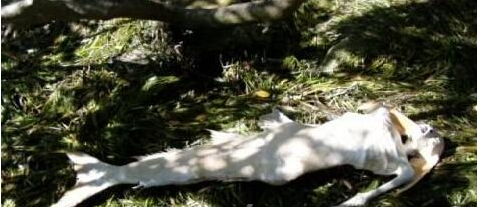 美人魚真身嚇人圖片 美人魚是確實存在的生物 11
