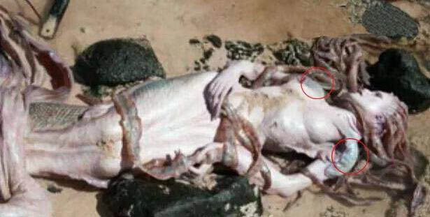 美人魚真身嚇人圖片 美人魚是確實存在的生物 3