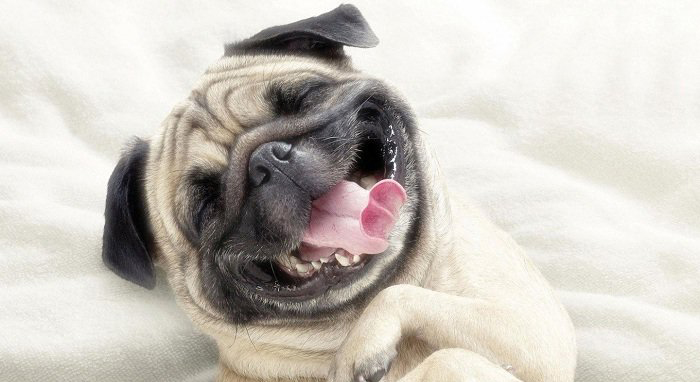 各地限狗令遭夭折 關于禁狗令為何屢戰屢敗？ 5