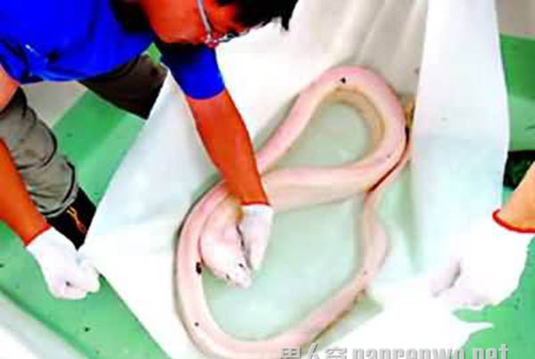 墨西哥驚現巨大罕見活體白龍王 2