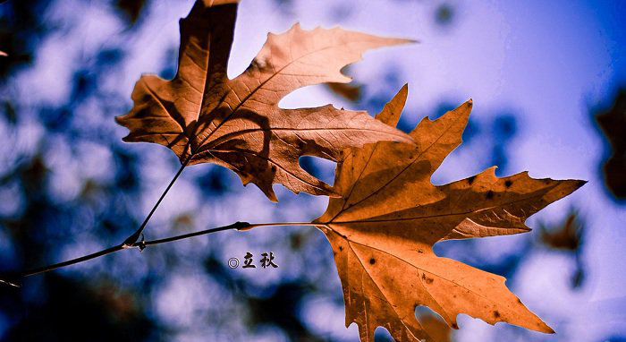 立秋下雨好不好 立秋忙打靛是什么意思？ 3