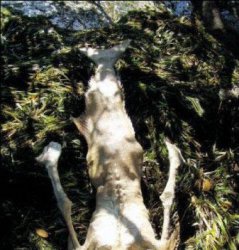 恐怖的美人魚化石：美麗的童話被打破了
