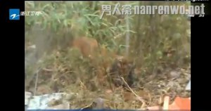 土狗制服藏獒救被咬女孩 實為是比特犬