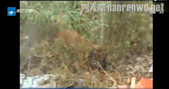 土狗制服藏獒救被咬女孩 實為是比特犬 1