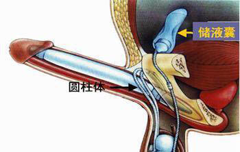 吃了偉哥后的效果 不行了就要用“偉哥”？ 1