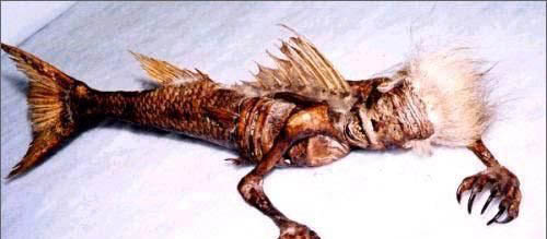 美人魚之謎真相揭秘 古籍中多見關于人魚記載 5