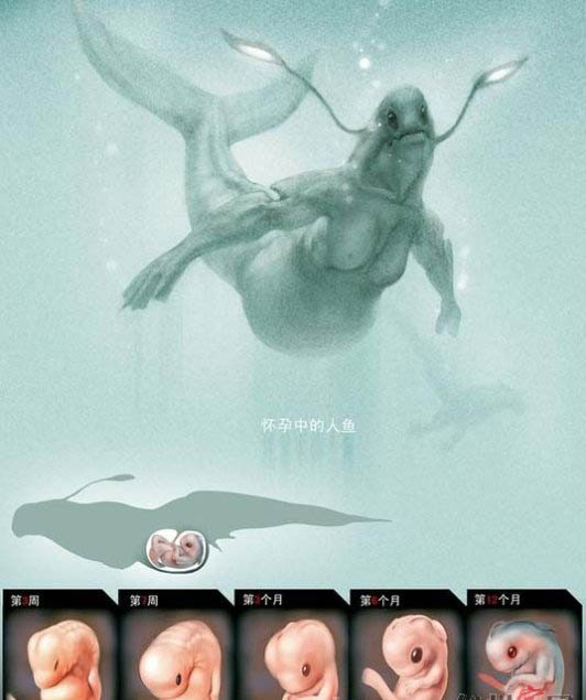 美人魚之謎真相揭秘 古籍中多見關于人魚記載 2