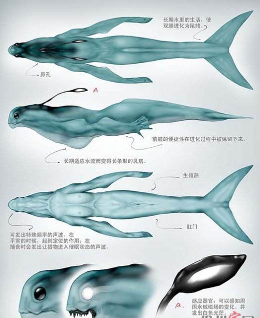 美人魚之謎真相揭秘 古籍中多見關于人魚記載 3