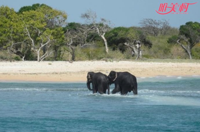 兩大象海水中獲救 垂死掙扎一剎那被人類出手搭救 3