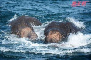 兩大象海水中獲救 垂死掙扎一剎那被人類出手搭救