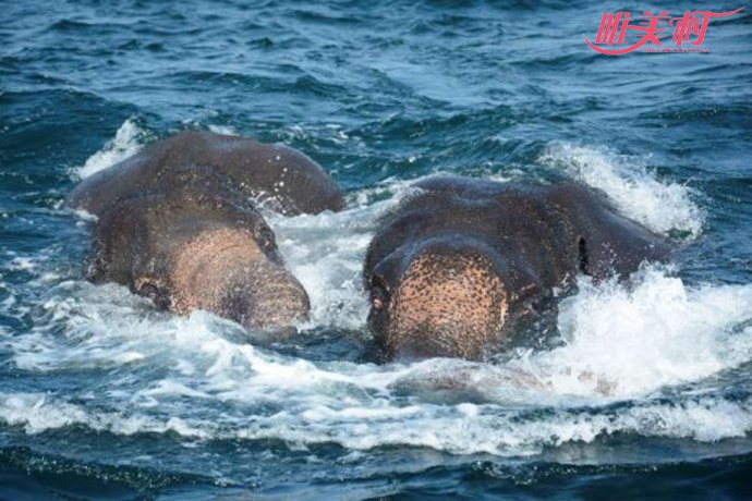 兩大象海水中獲救 垂死掙扎一剎那被人類出手搭救 1