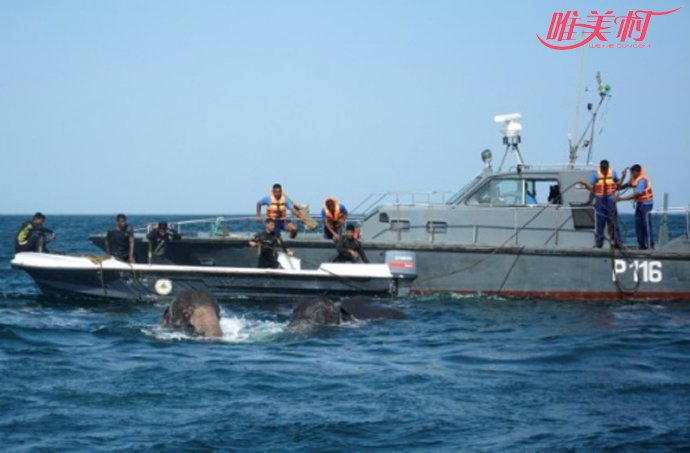 兩大象海水中獲救 垂死掙扎一剎那被人類出手搭救 2