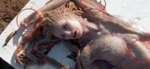 世界上有美人魚(yú)嗎？ 探索美人魚(yú)的神秘真相