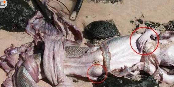 世界上有美人魚嗎？ 探索美人魚的神秘真相 4