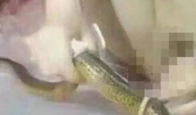 黃鱔門事件女主播琪琪死了么 (黃鱔門)主播琪琪完整版視頻事件回 4