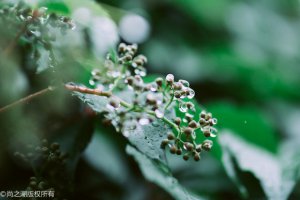 b站高級彈幕怎么發(fā) b站高級彈幕幾級能發(fā)