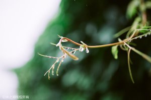 手機(jī)裝不了王者榮耀 下載不了王者怎么回事