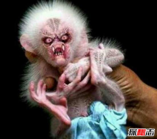 水猴子圖片真實圖片 水猴子是什么動物 5