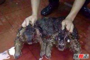 水猴子圖片真實(shí)圖片 水猴子是什么動(dòng)物