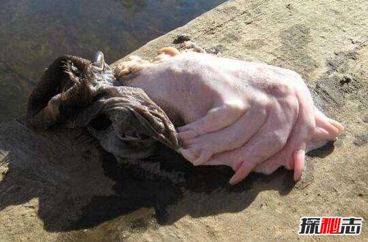 水猴子圖片真實圖片 水猴子是什么動物 2