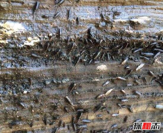 海蟑螂能吃嗎 盜墓筆記的海蟑螂是什么 6