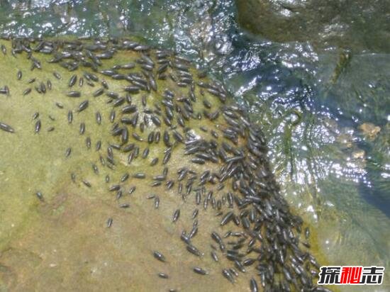 海蟑螂能吃嗎 盜墓筆記的海蟑螂是什么 4