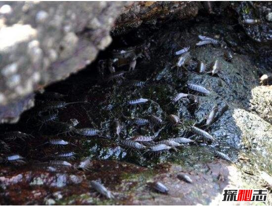 海蟑螂能吃嗎 盜墓筆記的海蟑螂是什么 3