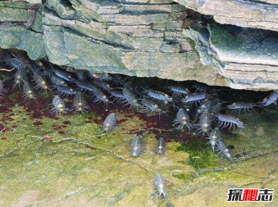 海蟑螂能吃嗎 盜墓筆記的海蟑螂是什么 2