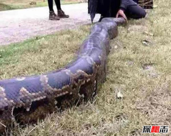 貴州挖出4噸大蛇事件 乍一聽去確實挺嚇人的 4