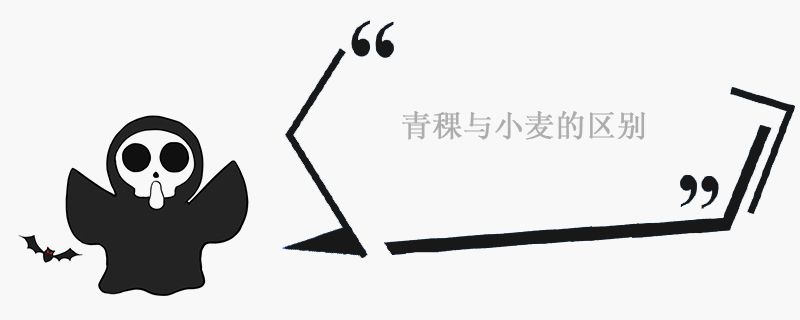 青稞與小麥有什么區別 營養價值 1