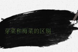梅菜跟芽菜一樣嗎 芽菜和梅菜的區(qū)別