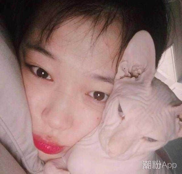 霍思燕家里的貓是什么品種 樣子丑丑的身價(jià)可不菲 3