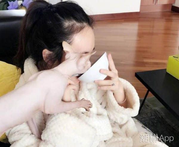 霍思燕家里的貓是什么品種 樣子丑丑的身價(jià)可不菲 1