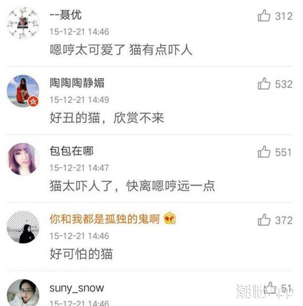 霍思燕家里的貓是什么品種 樣子丑丑的身價(jià)可不菲 2