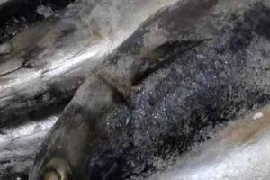 什么是油帶魚 帶魚和油帶魚區別