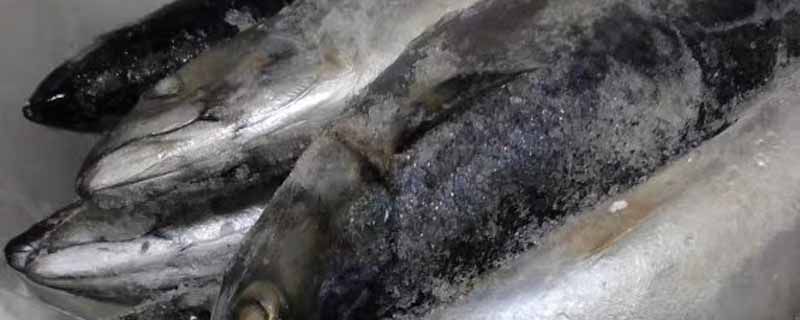什么是油帶魚 帶魚和油帶魚區別 1