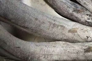 做魚丸用哪種魚 魚丸都是用什么魚做的