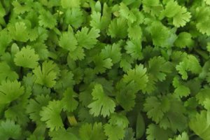 香菜和什么相克 香菜不能和什么一起吃