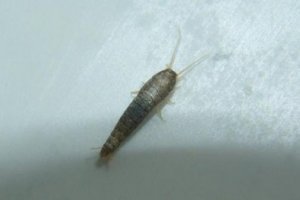 衣魚蟲對人體有什么危害