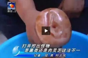 太歲女記者采訪是什么梗 太歲為什么會有不死之身？