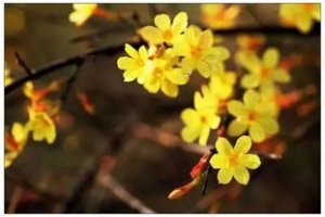 家養花卉大全 適合家養的138種花卉圖片
